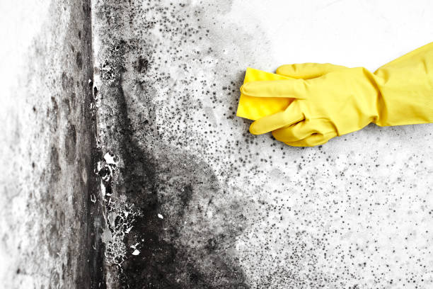 Best Mold Damage Restoration  in Hanover, MN