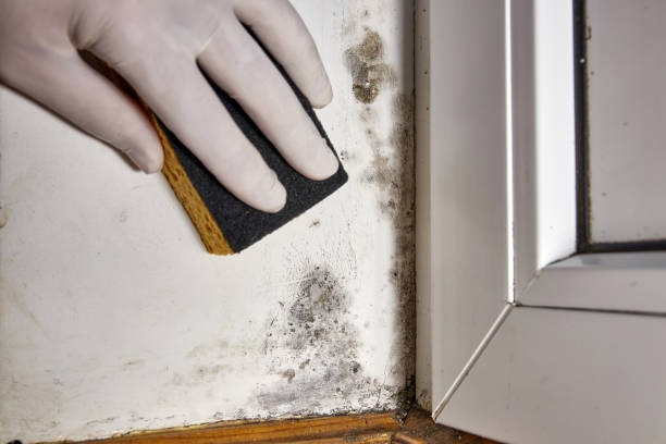 Best Comprehensive Air Testing for Mold Contaminants  in Hanover, MN